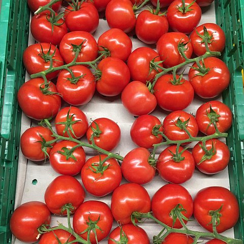 BIO Tomaten Ramato