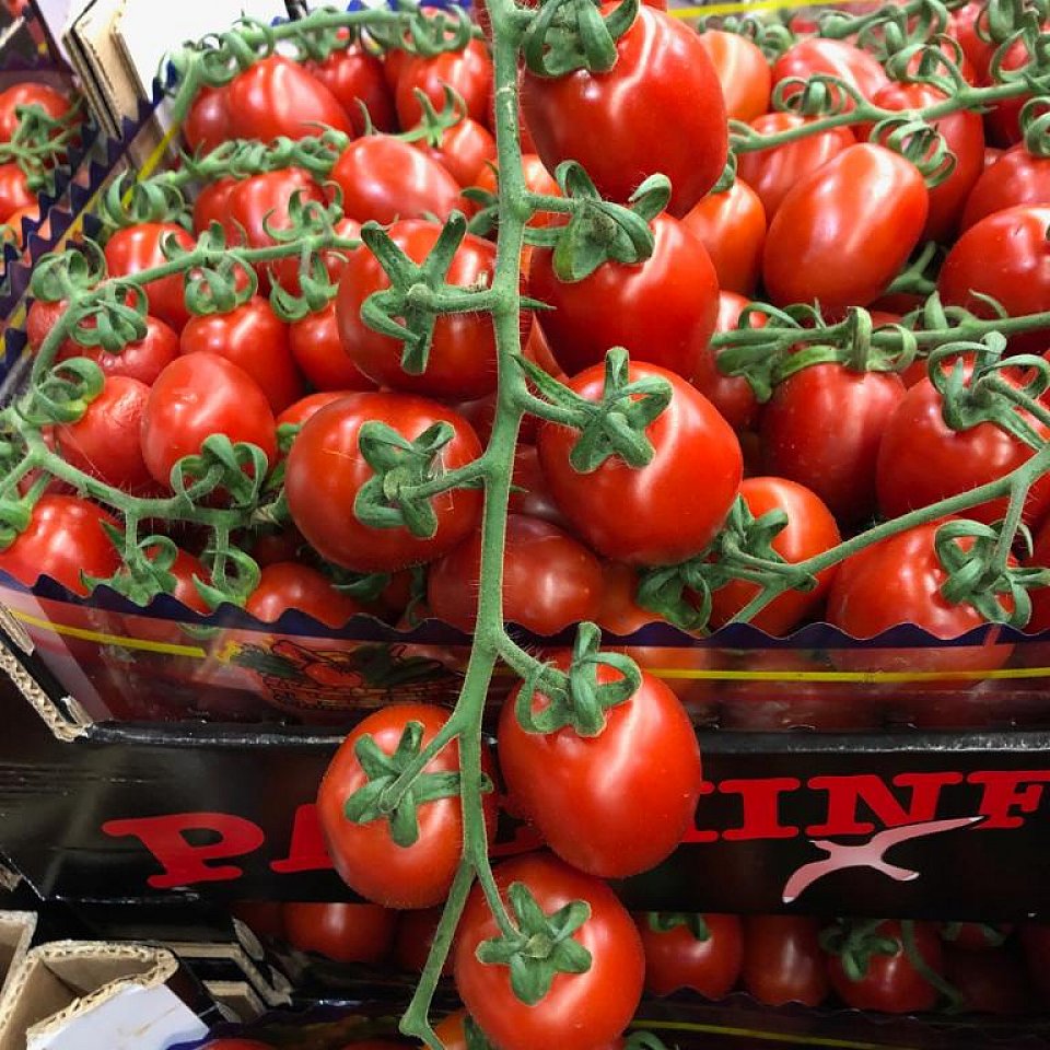 Tomaten Piccadilly extra