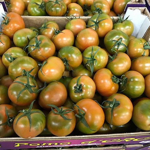 Tomaten Camone `Sardi`