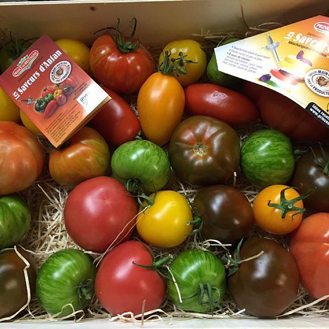 Tomaten Saveurs d'Antan 4-farbig