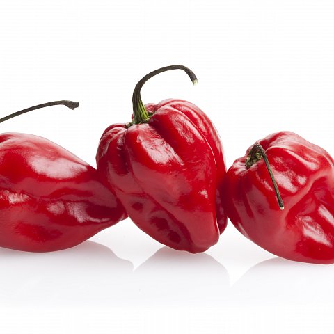 Hot Chillies `HABANERO`