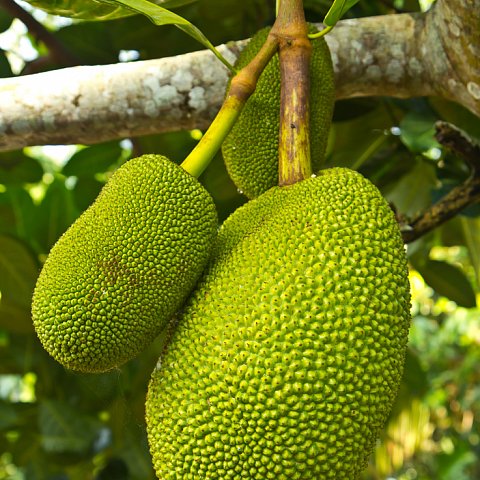 Jack Fruit