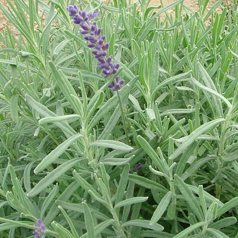 Lavendel ca.30gr.