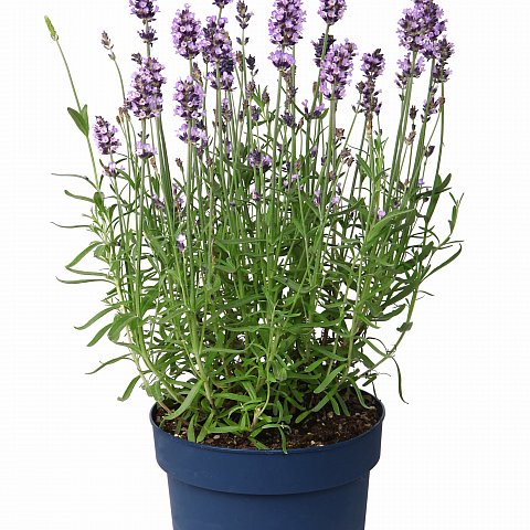 Lavendel im Topf