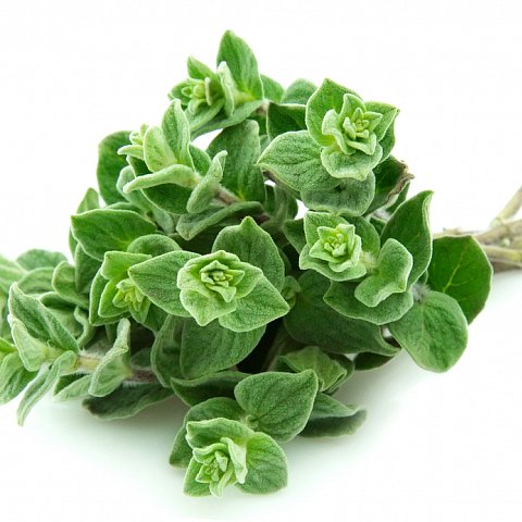 Oregano Bund ca.30gr.