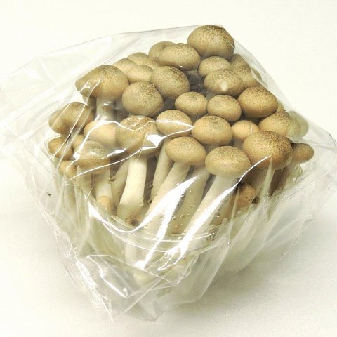 Buchenpilz braun 150 gr.