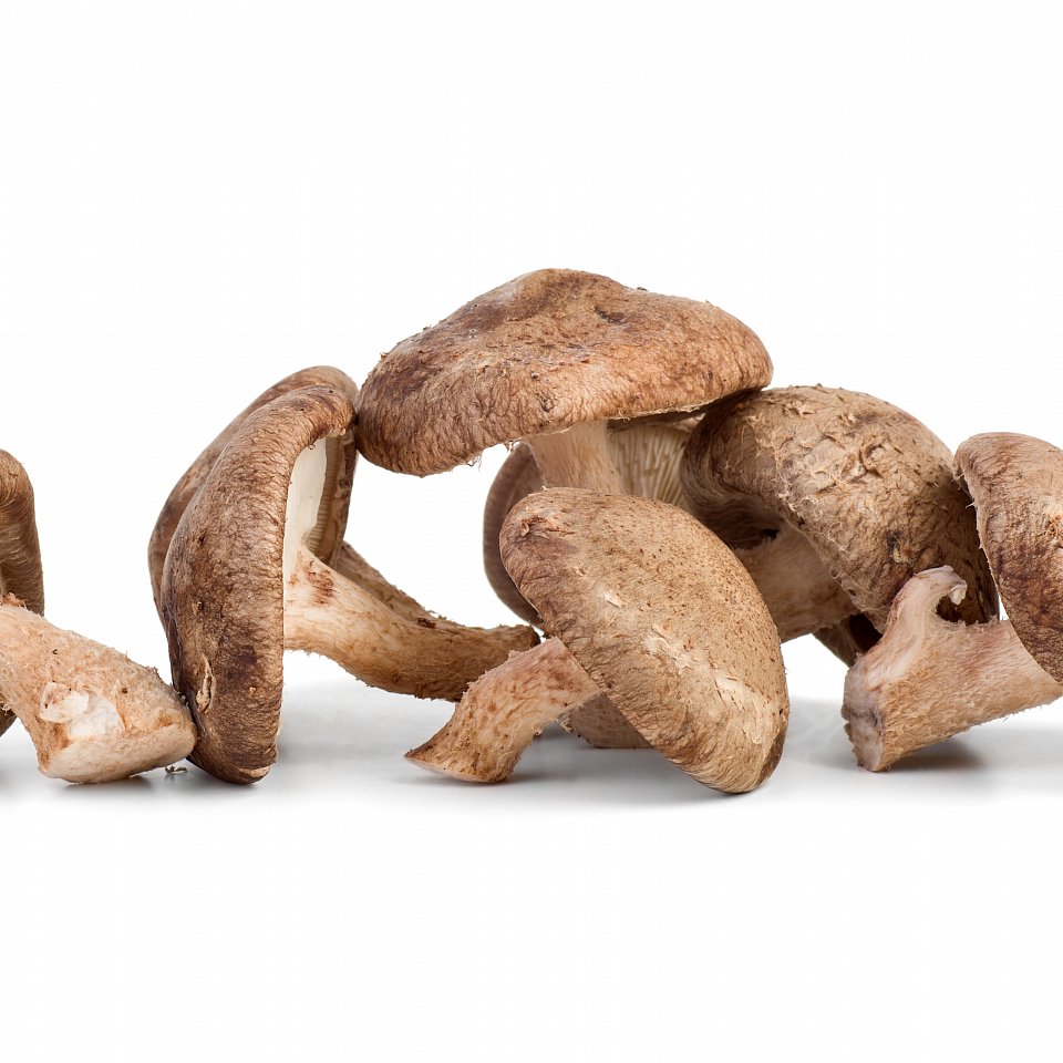 Shiitake Pilze 1 kg