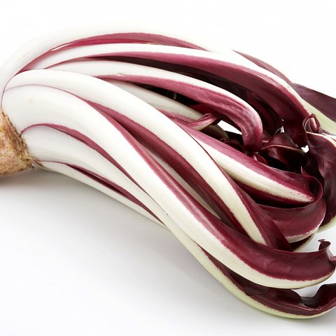 Radicchio Treviso TARDIVO