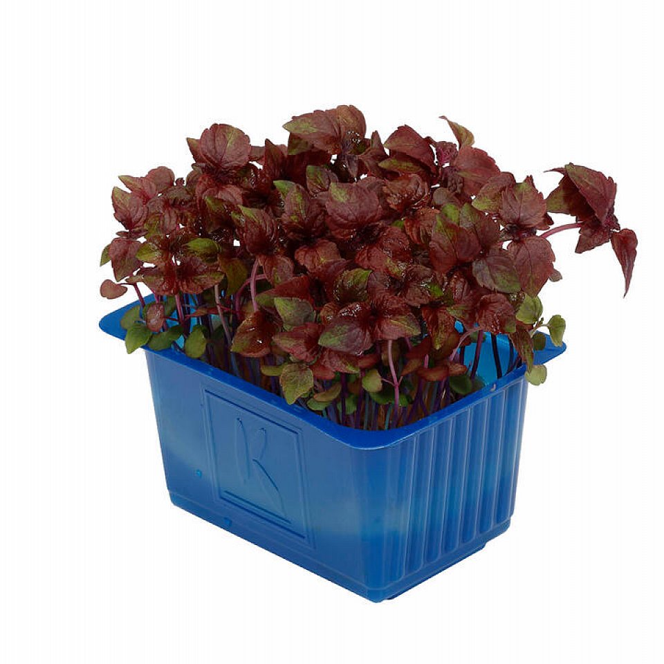 Shiso Purple Kresse 16x100gr.