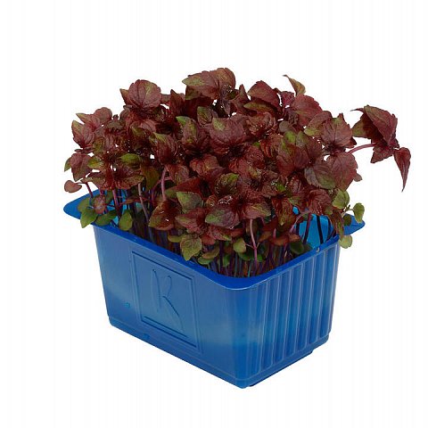 Shiso Purple Kresse 16x100gr.