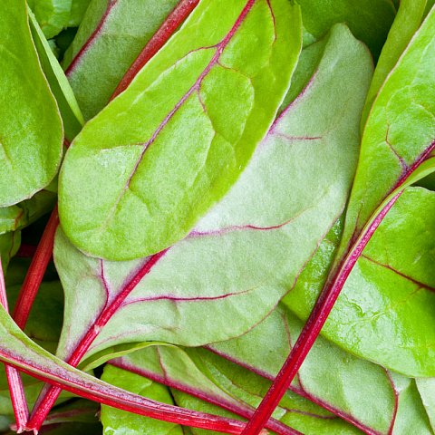 Red Chard Young Leaf's 500gr.