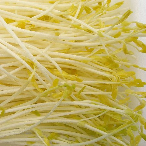 Erbsen-Spargel Sprossen 100gr