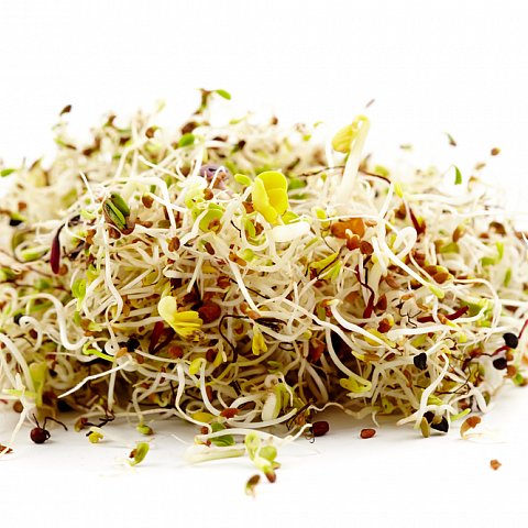 Alfa-Fenchel Sprossen 100 gr.