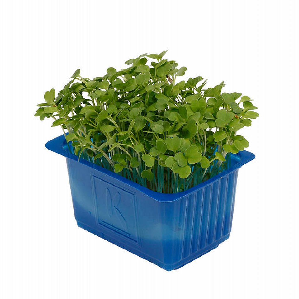 Rucola Kresse 16x100gr