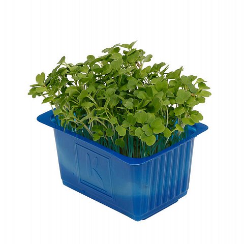 Rucola Kresse 16x100gr