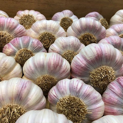 Knoblauch Rosé Lautrec Extra